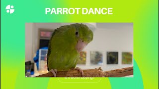 Parrotlet neck wiggle of joyParrot danceDancing parrotHappy parrotВоробьиный попугай танцует [upl. by Otsugua]