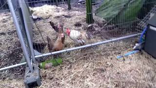 Tour of Breeding Pens at Durham Hens [upl. by Herodias738]