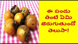 Tuniki pandu  tuniki kaya  tendu fruit  telugu  persimmon  rare tropical fruit jungle benefits [upl. by Xenia]