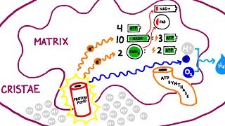 Aerobic Energy System [upl. by Ocsirf9]