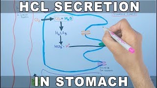 Mechanism of HCL Secretion [upl. by Nosmas]