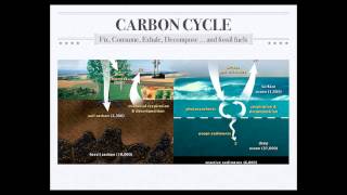 Biogeochemical Cycles [upl. by Kareem80]