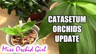 Catasetum orchids update  spring and summer care [upl. by Jabin224]