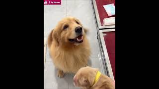 The golden retriever prevented its owner from taking the puppy away😂 [upl. by Edorej]