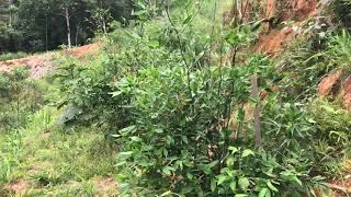 1 Year Old Bamboo Guadua Angustifolia at Finca Yantza 16th Nov 2019 [upl. by Ettevets694]