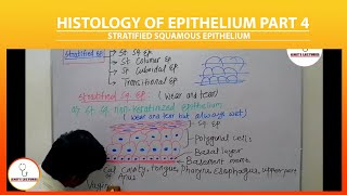 Stratified Squamous Epithelium  Stratified Epithelium  Keratinized and Nonkeratinized Epithelium [upl. by Kaine]