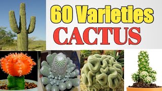 60 Varieties of Cactus Plants with names  Cactus Kinds  Plant and Planting [upl. by Pudens473]