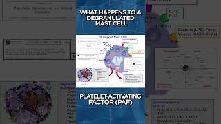 What Happens To A Degranulated Mast Cell [upl. by Bortz]