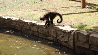 Comment boire quand leau nest pas très accessible petit singe malin [upl. by Ennailuj974]