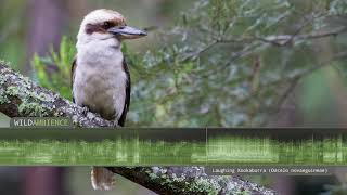 Kookaburra Sound amp Calls  The iconic sound of a Laughing Kookaburra calling in the Aussie bush [upl. by Alyos]