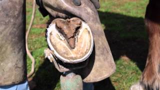 How to trim horse hooves learn barefoot trimming the GoBarefoot way [upl. by Ortrud336]