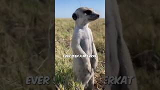 Meerkats Natures Team Players Revealed [upl. by Noiemad105]