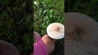 Macrolepiota mastoidea [upl. by Klehm395]