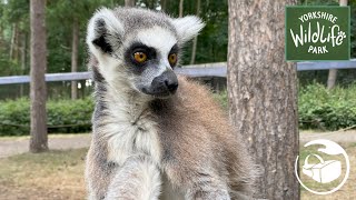 Yorkshire Wildlife Park in 360° [upl. by Buller44]