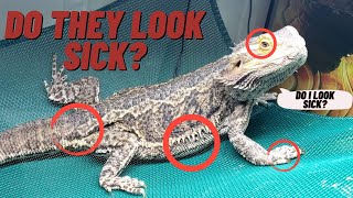 HOW TO HEALTH CHECK BEARDED DRAGONS  DO THEY LOOK SICK [upl. by Lanos]