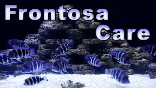 Frontosa Cichlid Care and Breeding A Mighty Cichlid Full of Color [upl. by Dempsey551]