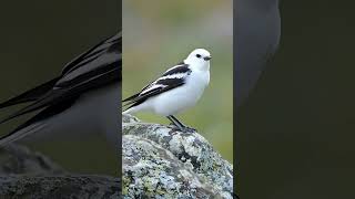 Snow Bunting Secrets Revealed in 2024 [upl. by Milly331]