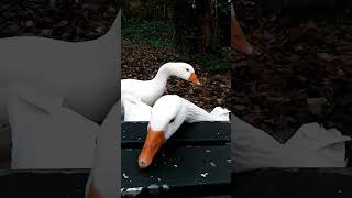 Feeding Embden geese [upl. by Jamie]