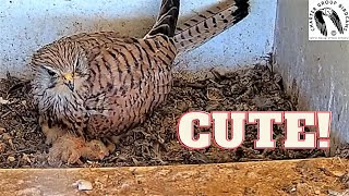 Adorable Kestrel Nestlings Snuggle Up To Mom [upl. by Snider]