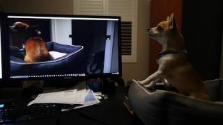 Chihuahua howling guaranteed to make your dog bark [upl. by Dav]