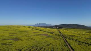 Tafelberg oor die blomme [upl. by Gerg]