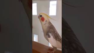 Best parrot cocktail singing and sound new parrot cocktail singingsong viralvideo viralshort [upl. by Mathis]