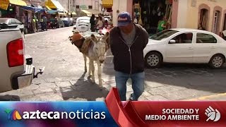 Venden aguamiel a burro tradición viva de siglos [upl. by Turnbull]