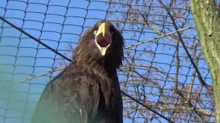 Juvenile Stellers sea eagle Scream Call Sound [upl. by Gore]