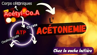 L Acétonémie ou Cétosechez la vache laitière  Formations de corps cétoniques cétogénese rap [upl. by Oirazan112]