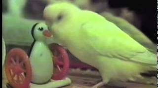 Talking Parakeet with 1000 Word Vocabulary [upl. by Coffee]