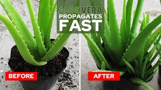 How To Propagate Aloe Vera Fast [upl. by Nnaarual7]