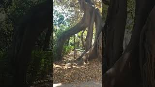 FICUS MACROPHYLLA GATEWAY Lisboa BioHeritage Tree Ficus macrophylla gateway shorts [upl. by Brigham]