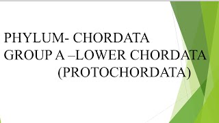 Chordata Protochordata and Cyclostomata  museum specimen part 1 [upl. by Willing]