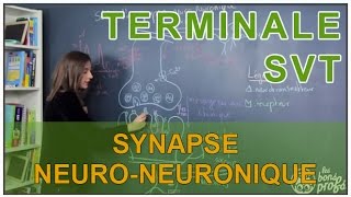 Synapse neuroneuronique  SVT Terminale  Les Bons Profs [upl. by Ewald]