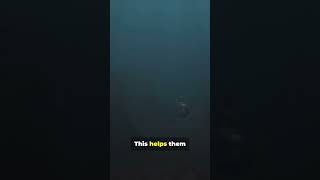 How Submarines Dive and Navigate Underwater [upl. by Amick]