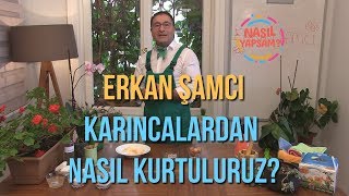 NASIL YAPSAM  ERKAN ŞAMCI  KARINCALARDAN NASIL KURTULURUZ [upl. by Jacobah69]