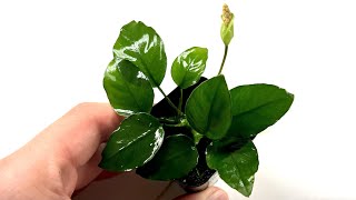 Pollination and Fertilization of Aroid Flowers 🌱 Anubias Seeds [upl. by Ebenezer]