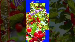 Beautiful Red Cherries  Nanking Cherry amazing wow nature cherry fruit youtube shorts [upl. by Einaled409]