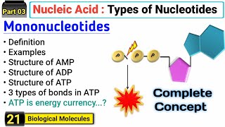 Mononucleotides  AMP ADP and ATP  Structure and Function  Types of Nucleotides [upl. by Ssyla74]