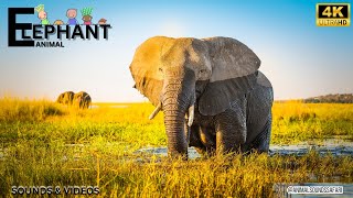 ELEPHANT SOUNDS FOR KIDS  Learn Trumpeting Rumbling and Roaring Sound Effects of Elephants [upl. by Costello]