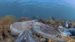 Mating Giant Cuttlefish in 360 South Australia [upl. by Alur]