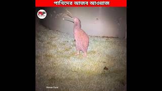 পাখিদের আজব গজব আওয়াজ 🕊️ Weirdest Bird Sounds shorts [upl. by Lesig]