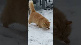 chat happy viralvideo laneige kedi video [upl. by Itsirhc]