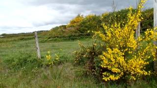 Gorse the plant that destroyed a town [upl. by Ermanno]