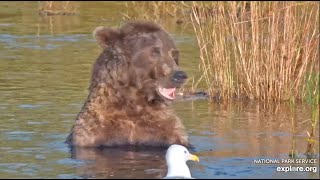 831 Enjoys Her Salmon Brunch  September 29 2024 exploreorg [upl. by Rachel894]