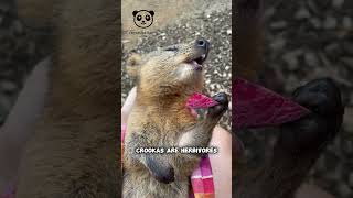 The Happiest Animal On Earth Quokkas 🦘 [upl. by Ready]