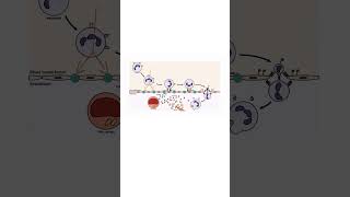 DIAPEDESIS of LUECOCYTES INFLAMMATION inflammation immunesystem leucocytes whitebloodcells [upl. by Kajdan]