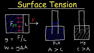 Surface Tension of Water Capillary Action Cohesive and Adhesive Forces  Work amp Potential Energy [upl. by Mossberg42]