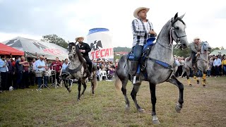 😍 CABALLOS BAILADORES EN LA CABALGATA SURUTATO [upl. by Etam]