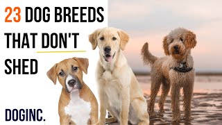 Dogs that DON’T shed alot  Hypoallergenic Dog breeds  low shedding dogs [upl. by Eniarda366]